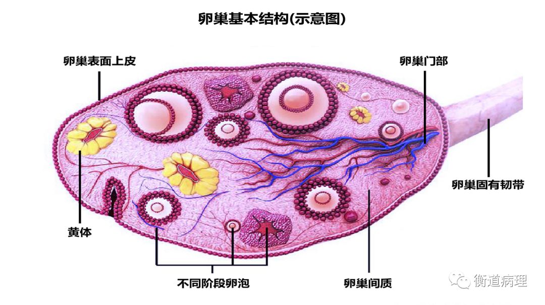 多囊卵巢综合征患者的康复路径是怎样的？