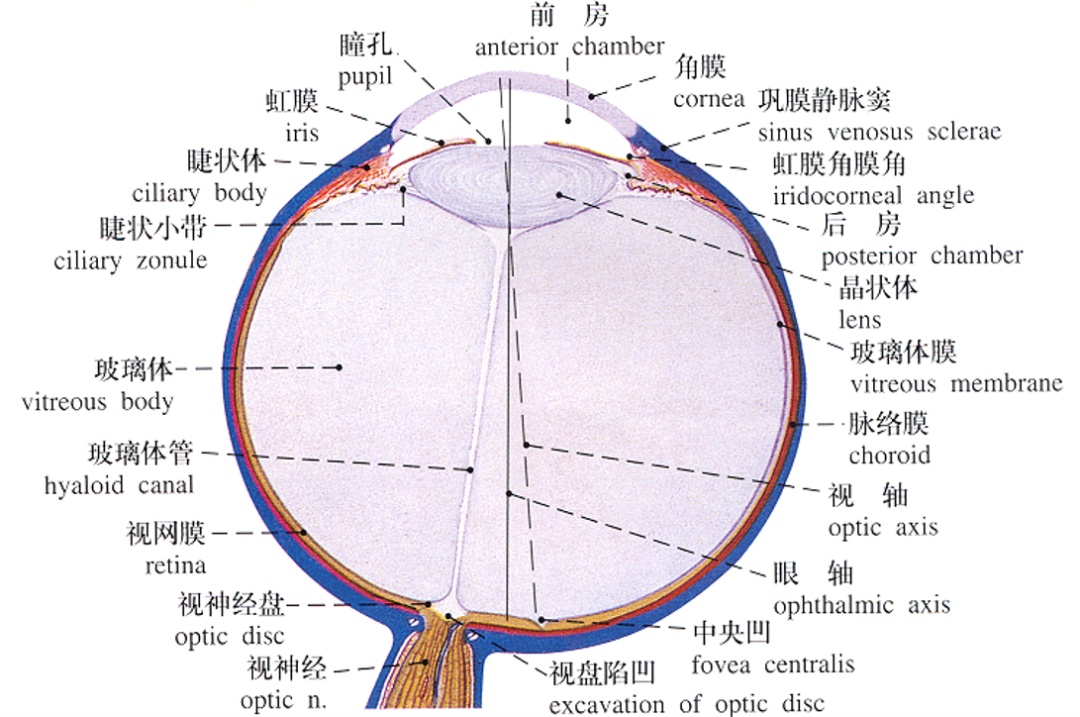 白内障的早期症状和预防措施